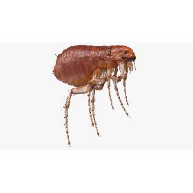 3D model Flea Insect
